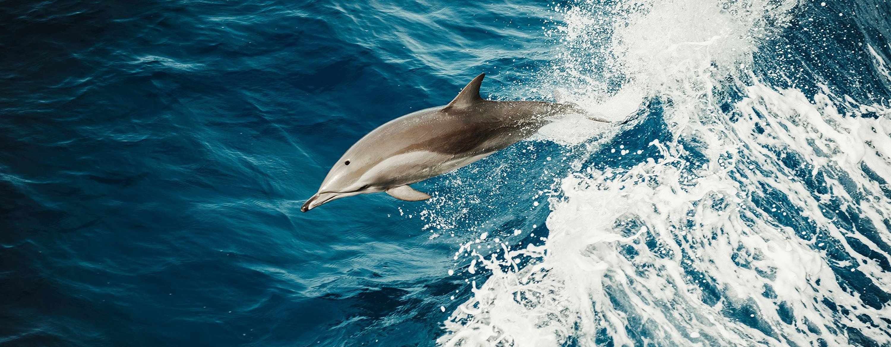dolphin leaping over ocean waves