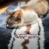 11810047000-ron-jon-navy-and-ivory-surfboard-shaped-rug-life-style-2.jpg