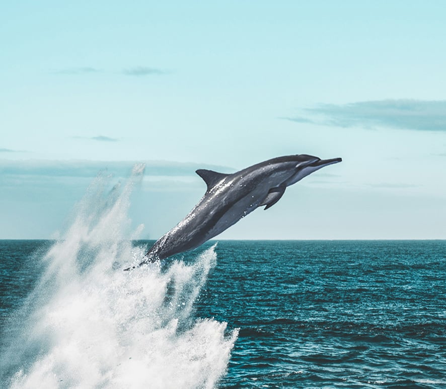 dolphin leaping from the water with a large splash behind it